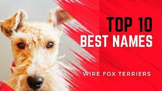 10 Best Names for Wire Fox Terriers 