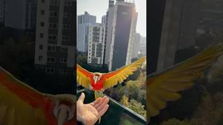 [Luca World] Dog-like parrot Luca’s morning walk
