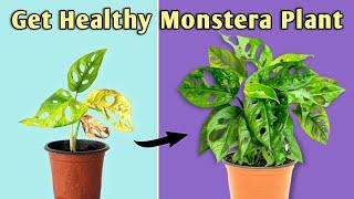 Secret To Get Healthy Monstera Plant// Monstera Plant Care Indoor