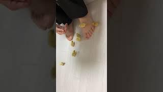 주인을 쫓아오는 동전만한 병아리#메추리 #미니메추리 #반려조