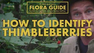 Thimbleberry - How to Identify Them!  || Nerdy About Nature Flora Guide