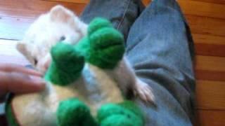 Ferret hissing