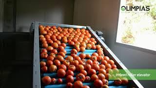 OLIMPIAS S.A. | Grading and sorting line for tomatoes.