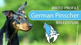 ► German Pinscher Breed [2020] Temperament & Training