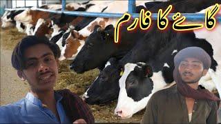 Gai Ka Faram 100 Cow  /Kashi village vlog