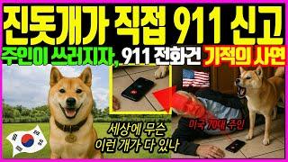 미국인 주인이 쓰러지자, 진돗개가 직접 911에 전화건 기적 !!ㅣ 해외감동사연