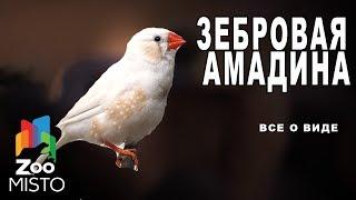 Зебровая амадина - Все о виде птицы |Вид птицы -  Зебровая амадина