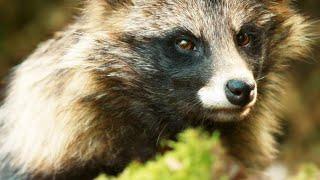 Sneaky Raccoon Dog Steals a Bird Egg