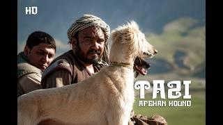 Hunting with Afghan Hounds: The Jogi Tradition in Mazar-e-Sharif