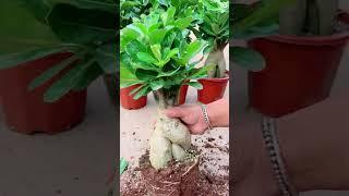 cara cerdas membungkus akar tanaman dengan mudah #shorts