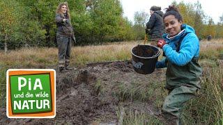 Mega Matsch im Moor | Reportage für Kinder | Pia und die wilde Natur