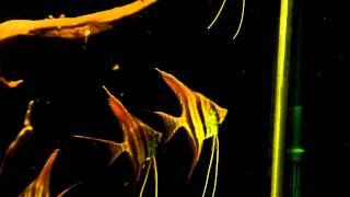 4-5 monts Pterophyllum altum