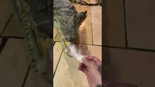 Я периодически в косяки врезаюсь, а крокодил тут с рук ест с точностью ювелира