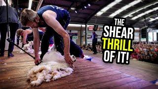 Shearing Competitions Explained!