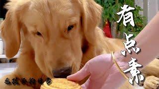 【毛孩子的日常】毛孩子：這飯有點素 #萌宠出道计划 #金毛犬 #萌宠#可爱 #可爱到爆炸 #狗子