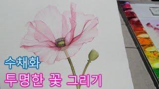 (수채화) 투명꽃 그리기: 양귀비 ｜Watercolor Transparent Flower Poppy