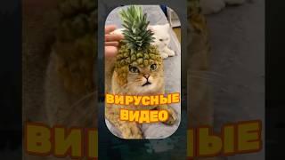 ВИРУСНЫЕ ВИДЕО / Кот напал на хозяина?