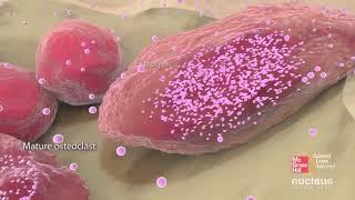 Bone cells and bone formation