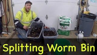 How to split red wiggler composting worms to make more bins