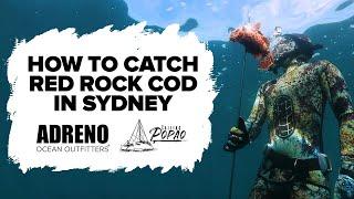 How To Catch Red Rock Cod In Sydney