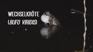 Wechselkröten | stilles Sterben | Bufo viridis | Green Toad | silent death