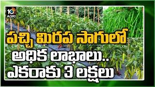 పచ్చి మిరప సాగులో అధిక లాభాలు..ఎకరాకు 3 లక్షలు| Earn High Profits With Mirchi Cultivation| 10TV Agri