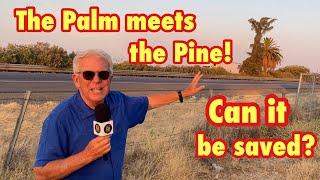 Strange Historic Landmark! Where the Palm meets the Pine on the 99!