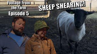 Footage From The Farm: Episode 5 - Sheep Shearing!