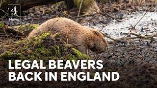 Rewilding: beavers legally return to the wild in England