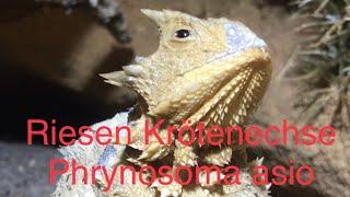 Riesen Krötenechse Phrynosoma asio