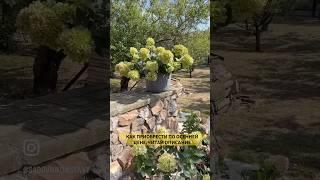 Bee green (BG) гортензия метельчатая, новинка которую мы не сразу рассмотрели, а зря.