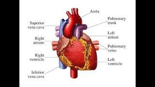 How the Heart Works 3D Video HD