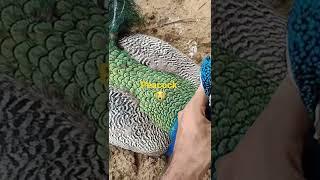 Secret about Peacock, what happened with National Bird #shorts