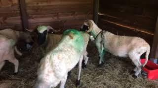 Mating blacknose sheep