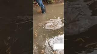 A massive street drain flood unclogging, multiple whirlpools!