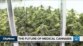 What's the future of medical cannabis in Canada?