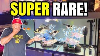 SUPER RARE Fish at Local Fish Store!