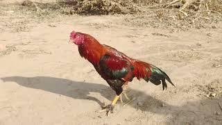 Red Rooster | Rooster Cock | Discover With Noman