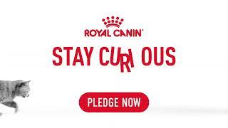 Stay Curious Cat 2H Campaign Awareness YouTube OLV B 06 Eng BR VID 16x9