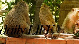 LIVE : MONKEYS VIDEO STREAMING BABIES LIVES, MOMS LOVE AND CARING THIER BABIES!!