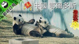 [全球熊貓大拜年]中國內蒙古鄂爾多斯野生動物園 | iPanda熊猫频道