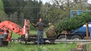 The 20 foot Leyland Cypress