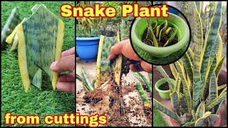 Grow Snake Plant from cuttings. Best houseplant #garden #indoorplant #snakeplant #gardenverse