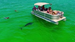 The Bottlenose Dolphins of Destin’s Emerald Coast