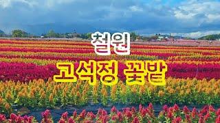 축구장 33배 규모의 어마어마한 크기의 아름다운 고석정 꽃밭  인생사진 무조건 건지는 그곳  꼭 가보세요!!