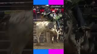 Дикий бык vs  смелый ковбой!  #cowboys #urbancowboy314 #rodeo #bullriding #pbr