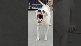 "Warning! Real Aggressive Dog Growl Sound | Scary Bark"