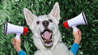 Sirens to Make Dogs Howl (Perfect Sound Effect to Tease Your Dog)