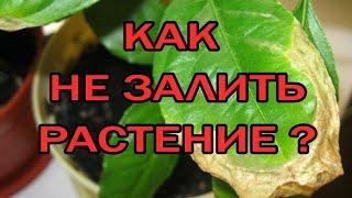 Домашние растения Как поливать,что бы не залить. Полив цитрусов