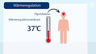 Die Körpertemperatur: Wärmeregulation